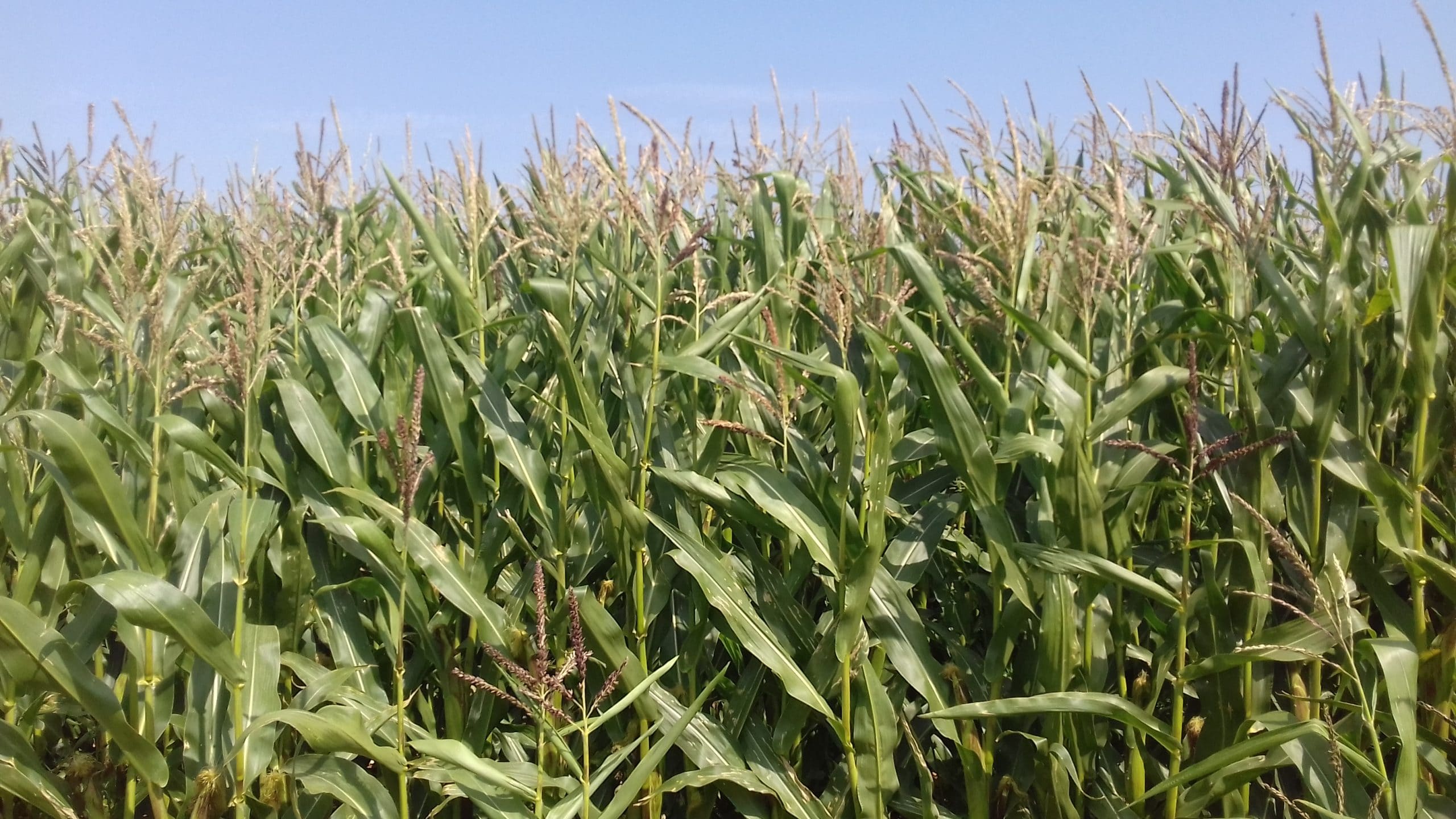 farming,innovation,yields,crop trials,arable,biostimulant,maize,dairy,on-farm