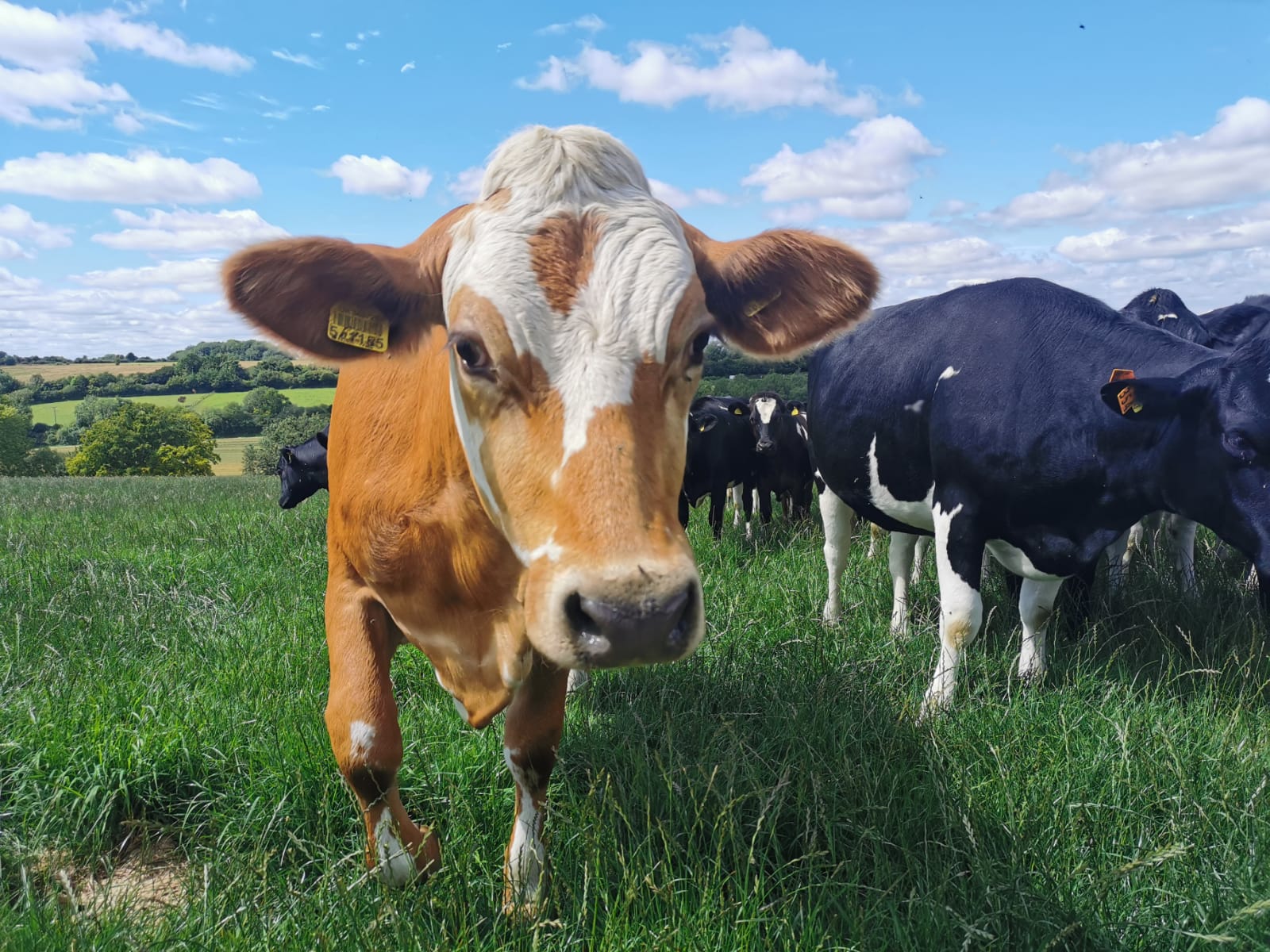 farming,innovation,yields,crop trials,arable,biostimulant,maize,dairy,on-farm
