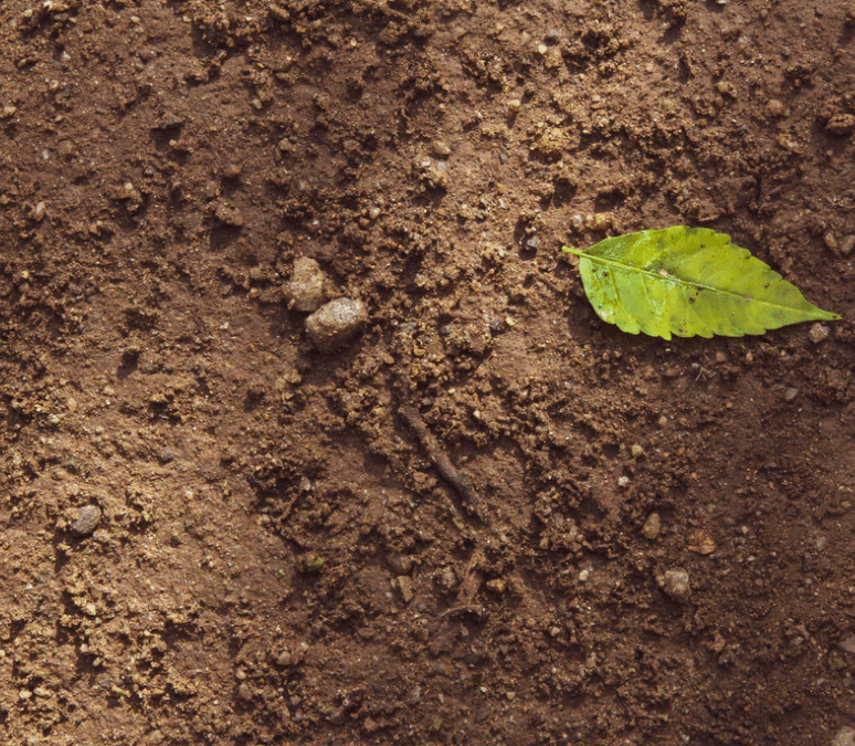 farming,innovation,yields,crop trials,arable,biostimulant,maize,dairy,on-farm