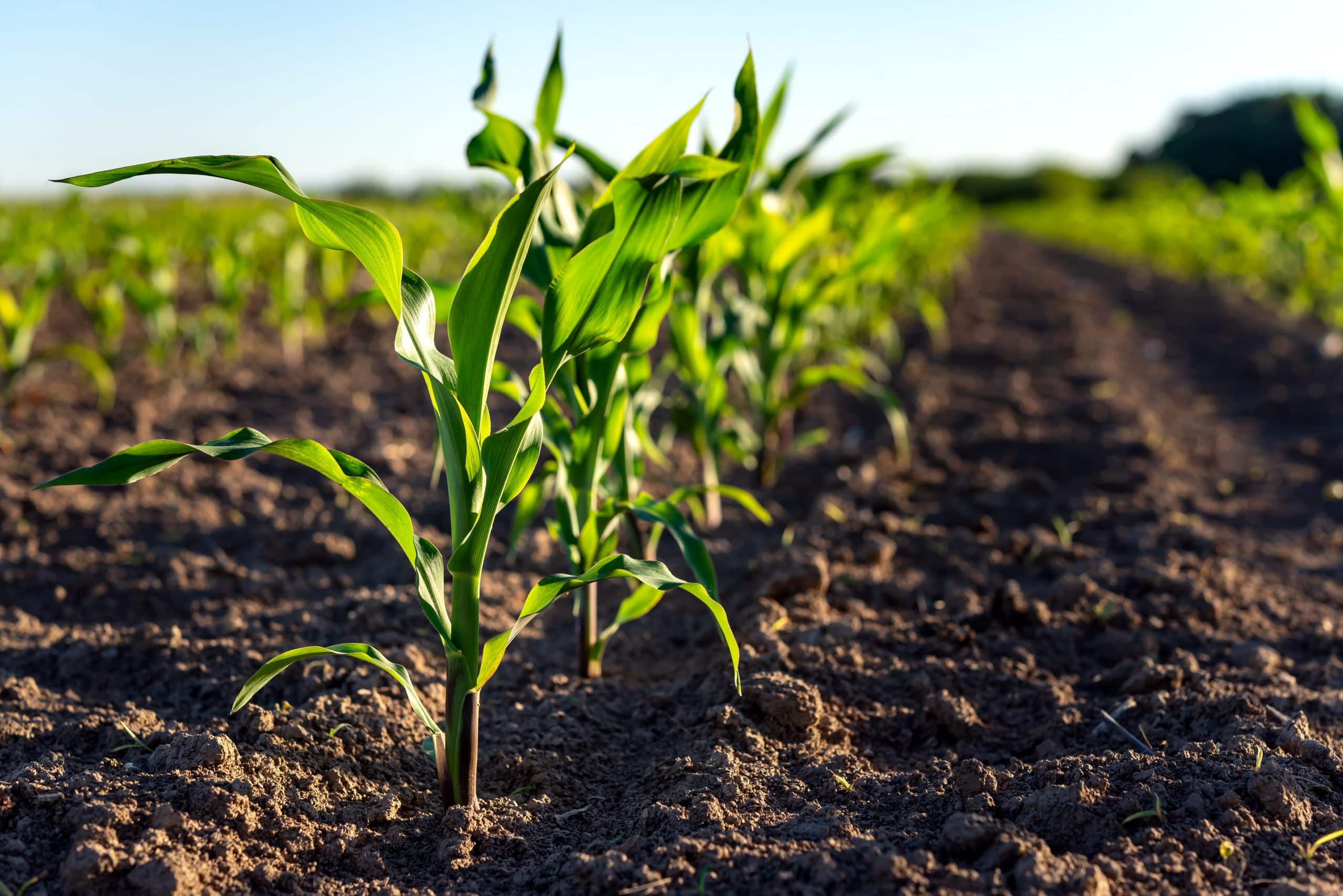 Starter biostimulants improves maize establishment and nutrient absorption for optimal early development.