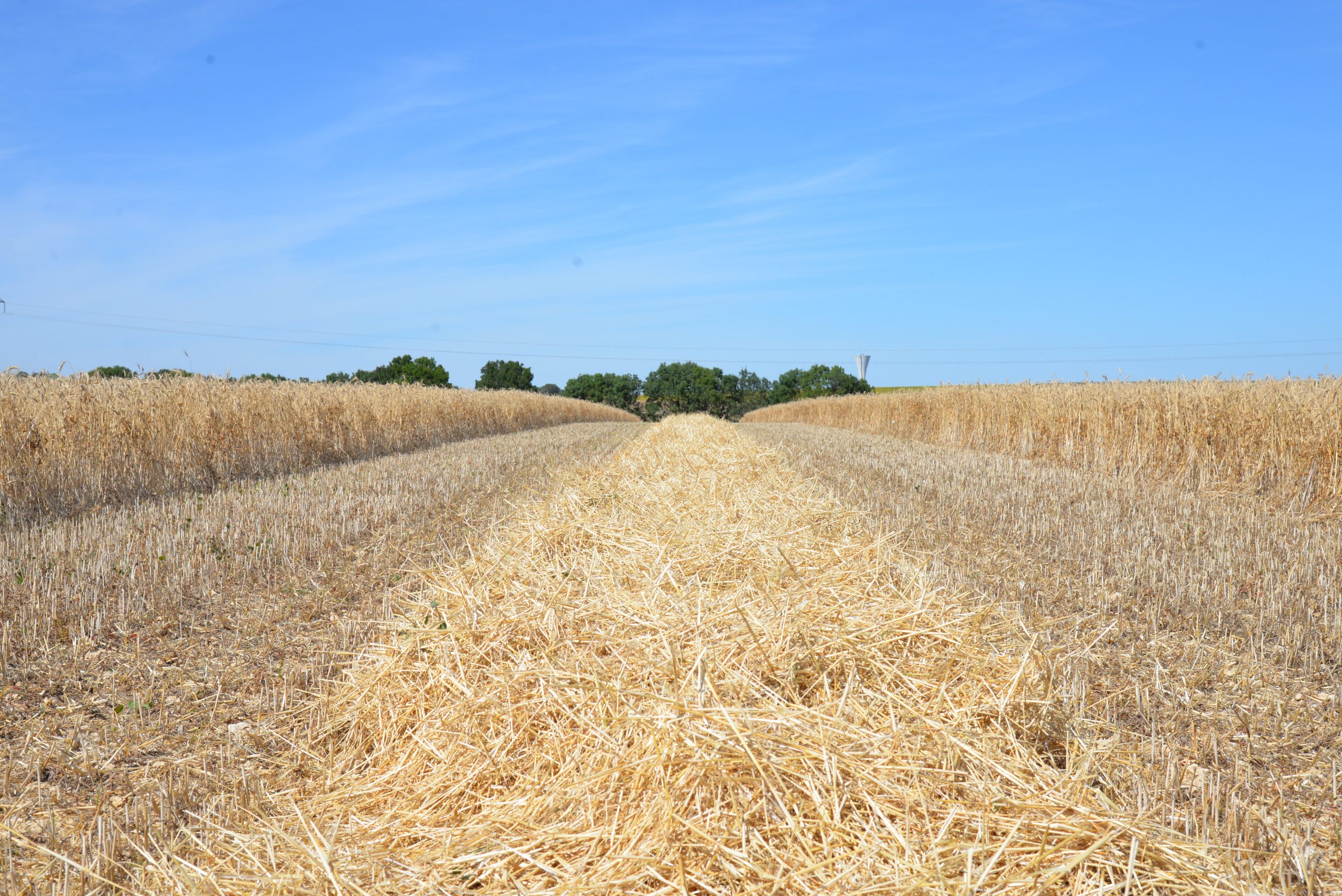 farming,innovation,yields,crop trials,arable,biostimulant,maize,dairy,on-farm