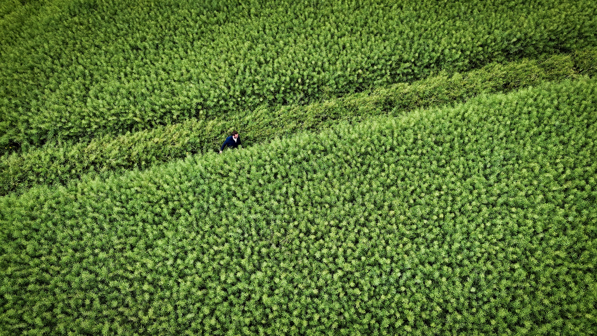 farming,innovation,yields,crop trials,arable,biostimulant,maize,dairy,on-farm