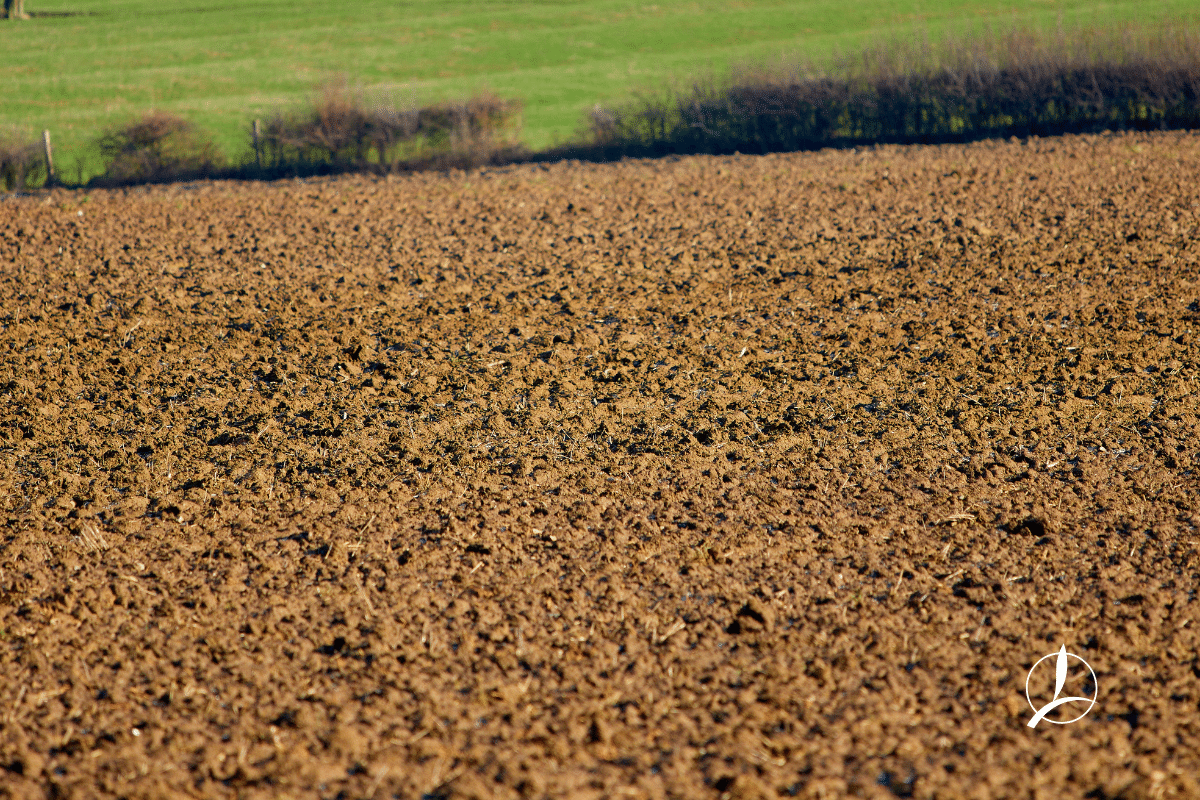 farming,innovation,yields,crop trials,arable,biostimulant,maize,dairy,on-farm