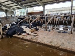 Bedding Sanitiser, Actisan 360, improving cow comfort and health at Lackham Campus Dairy Unit (Wiltshire College)