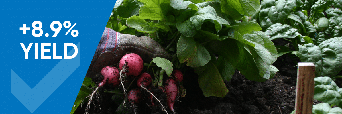 TIMAC AGRO Biostimulants provided a yield increase of 8.9% in a recent G's Fresh radish trial in Norfolk.